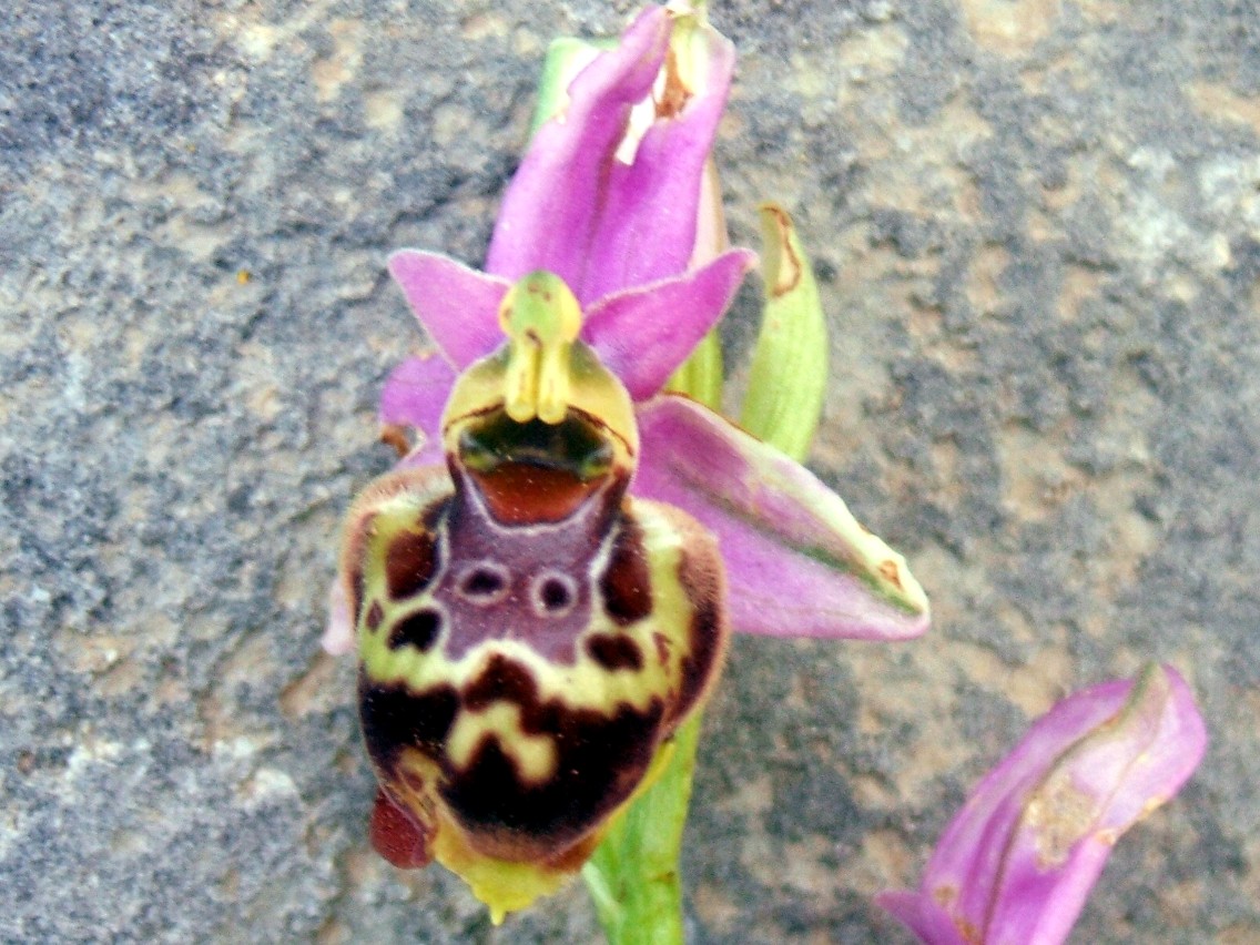 Ophrys apulica